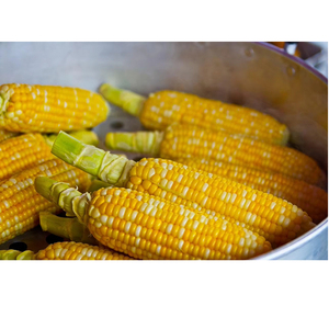 เมล็ดข้าวโพดคุณภาพดีที่สุด ขายส่งจำนวนมาก เกรดพรีเมียม พร้อมส่ง บริการ OEM ผู้ผลิตส่งออก - Product Image 4