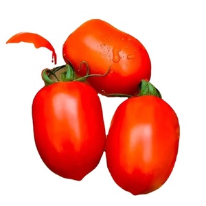 Semi di Pomodoro Ciliegino F1 Ibrido Biologico all'Ingrosso, Confezioni <span class=keywords><strong>da</strong></span> 25kg con Logo Personalizzato per Centri Giardinaggio - Product Image 6