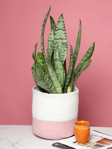 Set of 3 Dual-Use Cotton Basket for Home Decor & <b>Storage</b> - Product Image 4