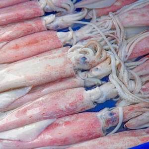 Compre calamares congelados enteros al por mayor a precios asequibles con descuentos por volumen. Proveedores de mariscos. Restaurantes que buscan ofertas económicas. - Product Image 1