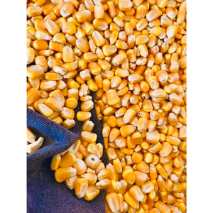 Maíz Forrajero de Primera Calidad al por Mayor, Grado Alimenticio para Animales, el Más Vendido, Disponible para Exportación - Product Image 6