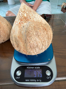 Noix de coco entières d'exportation du Vietnam pour le Moyen-Orient - Pulpe blanche fraîche de qualité export, teneur en eau élevée pour desserts - Product Image 3