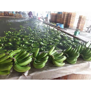 Plátano Cavendish Verde de Alta Calidad, Listo para Exportación, Producto Fresco para Suministro Comercial y Mercado Global - Product Image 4