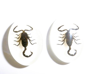 Cabujón Ovalado de Plástico con Espécimen Real de Escorpión Negro 18x25 mm Base Plana Blanca para Manualidades y Joyería - Product Image 4