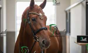Frontalier de cheval en cuir courbé confortable avec strass et fleur en cristal, personnalisable, pour l'équitation - Product Image 2