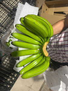 Plátanos Cavendish frescos de Vietnam, certificación Global GAP - Product Image 4