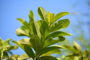 Hojas de guayaba secas de alta calidad de Vietnam, producto agrícola a precio competitivo - Product Image 2