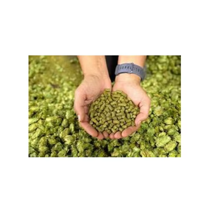 Extracto de Lúpulo en Polvo 60% Xantohumol Grado Alimenticio Extraído con Solvente de la Planta de Lúpulo Cultivo Artificial en Todas las Estaciones - Product Image 2