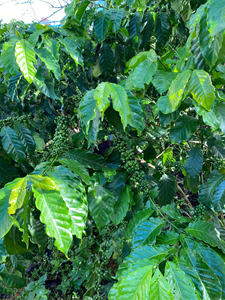 เปลือกกาแฟเวียดนามจากโรงงานโดยตรง 100% ออร์แกนิค ธรรมชาติ - Product Image 3