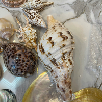 Coquillages naturels du Vietnam pour une décoration élégante de la maison et des présentoirs uniques pour le rangement de bijoux, fournis par 99 Gold Data Co.