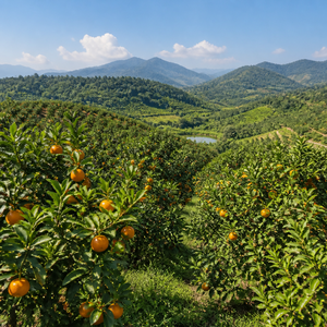 EXTRACTO DE PIEL DE MANDARINA PARA EL CUIDADO DE LA PIEL, INGREDIENTE BOTÁNICO CÍTRICO NATURAL Y SUMINISTRO COSMÉTICO AL POR MAYOR - Product Image 5