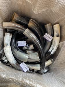 Paire de cornes de bison polies pour décoration murale, design Art Déco écologique, grandes tailles 10 et 18 pouces, pour mariage, anniversaire, Nouvel An, nouveauté - Product Image 3