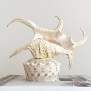 Room decor accent table lamp with clamshell base competitive price seashell <b>night</b> <b>light</b> lamps - Product Image 5