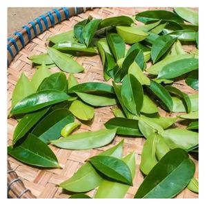 Thé aux herbes naturelles, feuilles de corossol séchées, produit de qualité d'exportation - Product Image 6