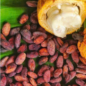 Granos de cacao y cacao en polvo vietnamitas de alta calidad al mejor precio para chocolate y bebidas - Product Image 4