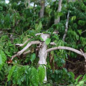 Jouet à mâcher en corde de bois de café écologique avec trois nœuds, plaisir de mastication durable, jouet d'entraînement naturel pour chien OEM ODM - Product Image 5