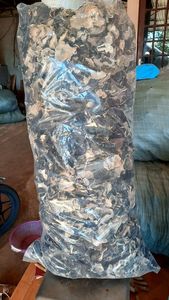 SETA DE OREJA DE MADERA SECA DE ALTA CALIDAD/SETA FUGUS NEGRA SECA // MS LAURA - Product Image 5