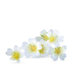 Huile de Meadowfoam |   Fournisseur en gros d'huiles végétales de première qualité, fabricant OEM et marque privée - Product Image 5