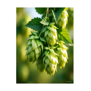 Extracto de Lúpulo en Polvo 60% Xantohumol Grado Alimenticio Extraído con Solvente de la Planta de Lúpulo Cultivo Artificial en Todas las Estaciones - Product Image 5