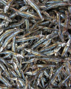 Anchois séchés de qualité supérieure en provenance du Vietnam / DÉTAIL DU PRODUIT / ORIGINE VIETNAM - Product Image 3
