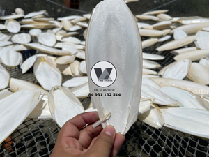 GRAN VENTA: Hueso de Sepia Triturado 0.5-1 cm, Gránulos de Hueso Blanco Marfil Puro para Reptiles y Tortugas, Suplemento de Calcio, Paquete de 5 lbs - Product Image 5