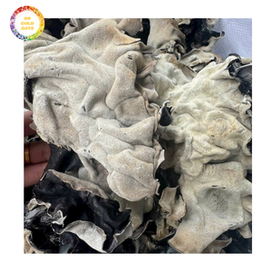 Hongo Oreja de Pana Seco para Pedidos de Gran Volumen con Control de Calidad Estable - Product Image 1