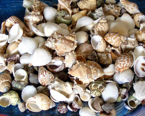 เปลือกหอยคุณภาพพรีเมียมสำหรับตกแต่งตู้ปลาขายส่ง - Product Image 2