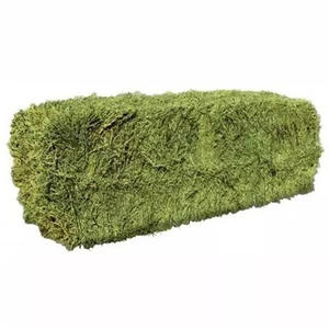 Heno de alfalfa listo para suministro/ Heno de alfalfa con alto contenido de proteínas para alimentación animal - Product Image 1