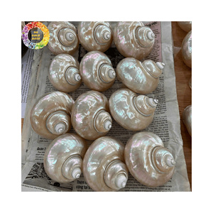 เปลือกหอยสังข์ธรรมชาติ ผู้ผลิตส่งออก ราคาแข่งขันสำหรับตู้ปลา - Product Image 6