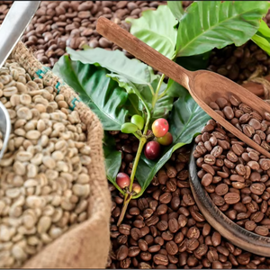 Vietnam Premium Organic Robusta Green Coffee <b>Beans</b> Size 18 USDA Organic Certification High Quality Grade A+ 1000kg Bags - Product Image 1