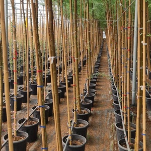 Varas de bambú de 0.5m a 5m - Varas de bambú natural duraderas para plantas trepadoras, jardín y material de construcción - Product Image 2