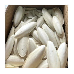 Hueso de Sepia Seco Natural al por Mayor, Fuente de Calcio de Alta Pureza para la Fabricación de Alimentos para Mascotas y Suplementos Nutricionales para Aves - Product Image 1