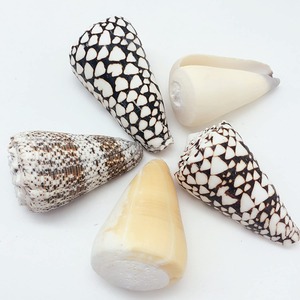 Conchas naturales de caracoles marinos, conchas hebreas en forma de cono, para decoración de acuarios, exhibición con temática de playa - Product Image 4