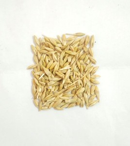 Grano de Cebada para Alimentación de Ganado y Caballos, Proveedor de Alimentos para Ganado al por Mayor, Exportador - Product Image 3