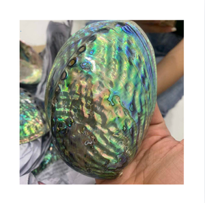 Natural Polished Seashell Home Decor Organic Eco-Friendly Nature Theme Natural Shape Well-Used 99 GOLD DATA Enid Vietnam - Product Image 1