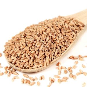 Servicio OEM de Primera Calidad, Granos de Trigo al por Mayor, Exportación a Granel, Grado Alimenticio Premium, Suministro Disponible - Product Image 1