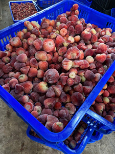 Fresas Congeladas Premium IQF, Frutos Enteros Envasados al Vacío, Proveedor OEM de Vietnam - Product Image 5
