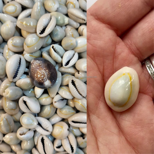 Conchas de Cauri Naturales KMI – Conchas Crudas de Vietnam en Grandes Cantidades para Manualidades y Decoración - Product Image 4