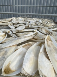 [MEJOR VENTA] |   Hueso de Sepia Crudo, Suplemento de Calcio para Aves y Tortugas de Blue Lotus Vietnam - Product Image 3
