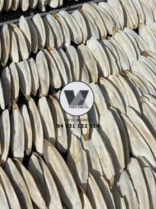 Los Más Vendidos: Recortes de Hueso de Sepia Natural de Menos de 5 cm, Ecológicos, para Aves, Suplemento de Calcio, Bolsas de 10 oz - Product Image 5