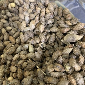 Fruit de Cocklebur séché en vrac pour fabricants – Cocklebur entier séché en vrac ANGLE - Product Image 5