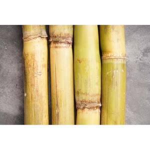 Cañas de Caña de Azúcar Frescas al por Mayor para Bares de Jugos, Procesamiento de Alimentos y Suministro Agrícola - Product Image 2