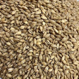 Orge fraîchement récoltée pour l'alimentation animale avec grains nettoyés et services d'emballage professionnels pour les importateurs de bétail en vrac – Pure - Product Image 4