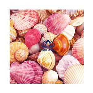 Artisanat de coquillages naturels purs de haute qualité |   Articles de décoration intérieure polyvalents et durables en coquillages - Product Image 1