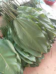 Feuilles de Dong surgelées, feuilles fraîches enrobées, provenant du Vietnam, de qualité supérieure et à prix avantageux - Product Image 2