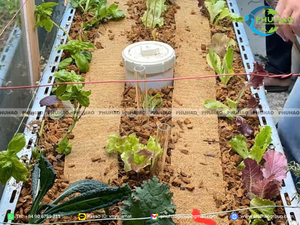 Bande de fibre de coco flexible pour le ligaturage des plantes et le soutien de l'installation des arbres dans les projets de aménagement paysager - Product Image 6