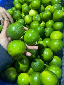Limón/Lima frescos sin semillas para exportación: productos cuidadosamente seleccionados para garantizar la más alta calidad/Lima - Product Image 5