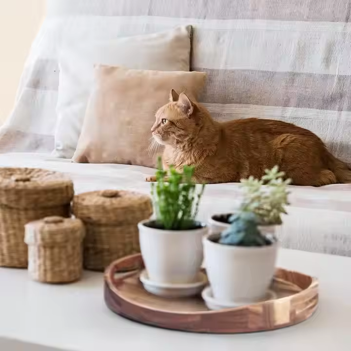 identique à l'image