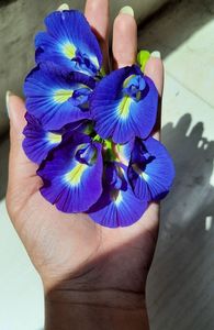 Vietnam Butterfly Pea Flower <b>Tea</b> Collection with Lotus Seeds for Healthy Living and Beautiful Beverage Creations - Product Image 4