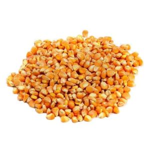Maíz Amarillo de Alta Calidad para Alimentación Animal, Nutrición para Aves de Corral, Ganado Vacuno, Venta al por Mayor, Suministro a Granel, Exportación, Proveedor, Fabricante - Product Image 1